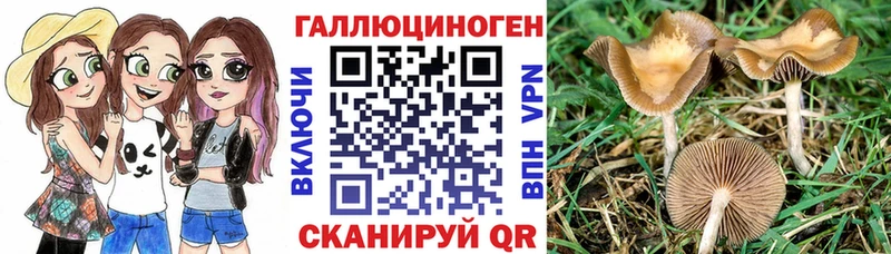 Псилоцибиновые грибы Psilocybe  Шлиссельбург 